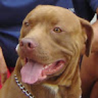 Julio Trindade